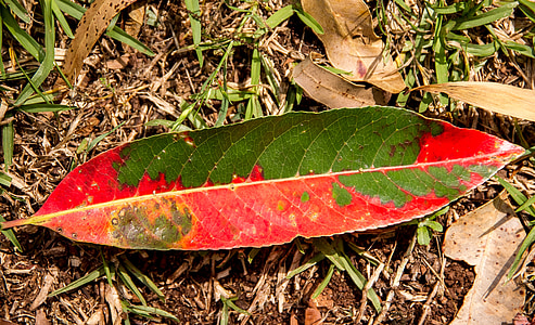 Leaf, skogen, regnskog, golv, röd, grön, fallit