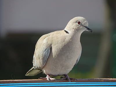 dove, beak, pen, bird, animal, nature, wildlife