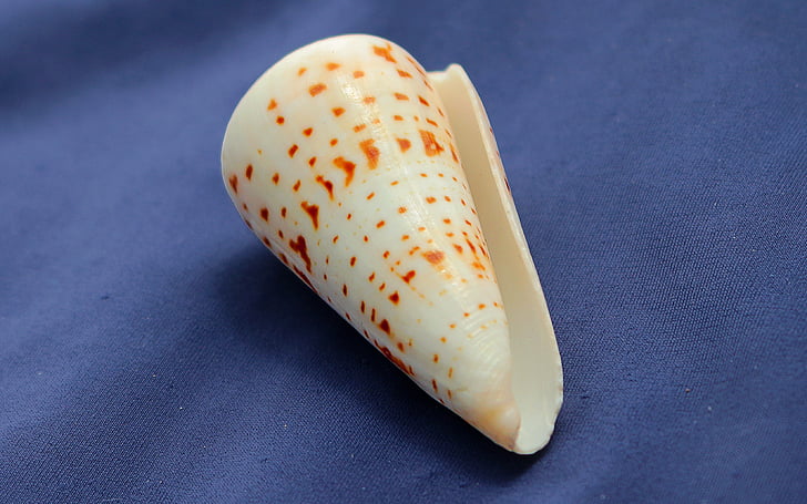 hlemýžď, Conus spurius, ulita, mořského živočicha, molluscum, Já?, Marine