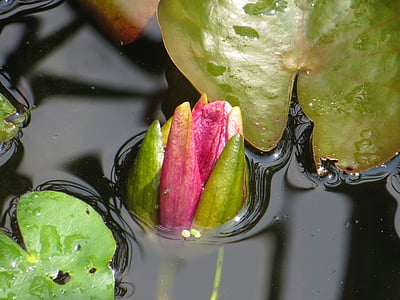 vijver, Bud, waterplant, water lily, natuur, blad, waterlelie lotus