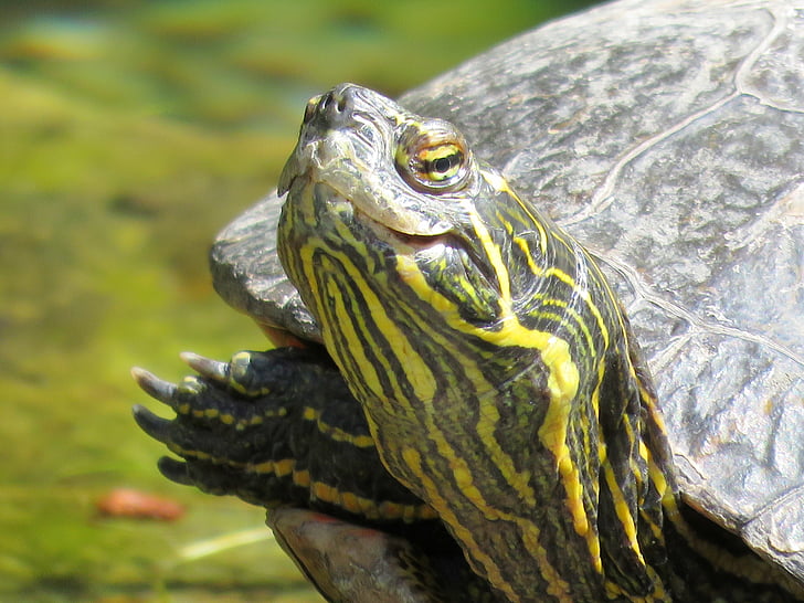 turtle, turtle head, tortoise, shell