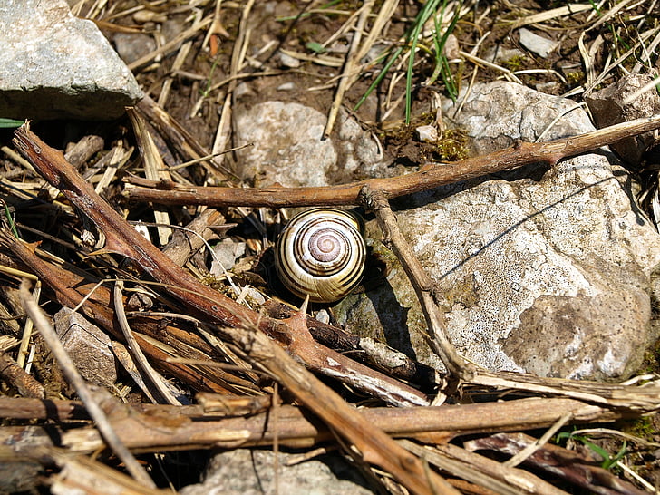 escargot, coquille, spirale, temps, lentement, reste, petit