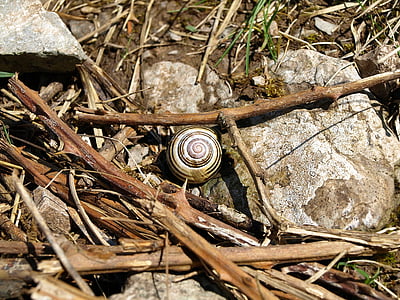 siput, Shell, spiral, waktu, perlahan-lahan, sisanya, kecil