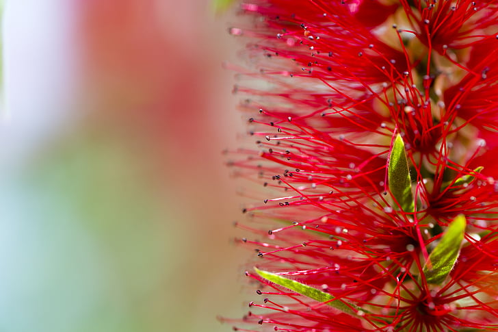 African flower, macro fotografie, floare, Red, nici un popor, Close-up, floare