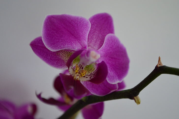 orchidej, Pokojová rostlina, květ