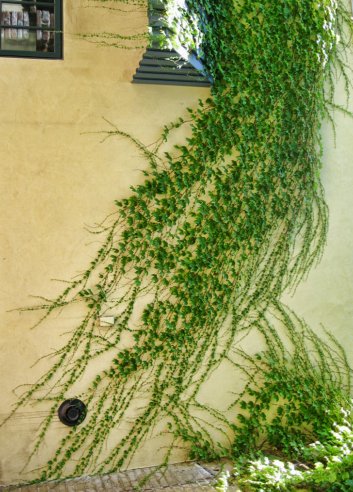 ivy, climbing plant, green, spring, wall