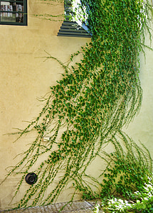 Lierre, plante grimpante, vert, printemps, mur