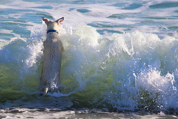 gos, l'aigua, jugar, platja, Mar, Llac, gos d'aigua