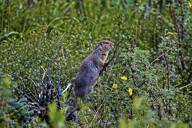 Ground ekorren, Alaska, vilda djur