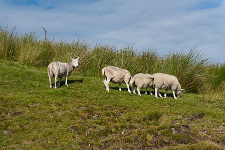 ovce, stado, trava, zelena, livada, priroda, janje