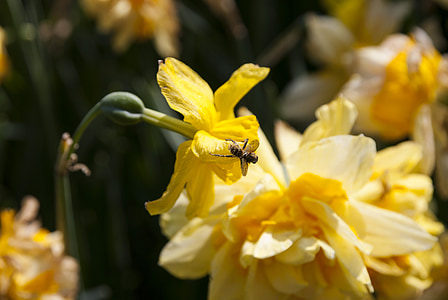 insects, flower, bee, nature, flowers, spring, yellow