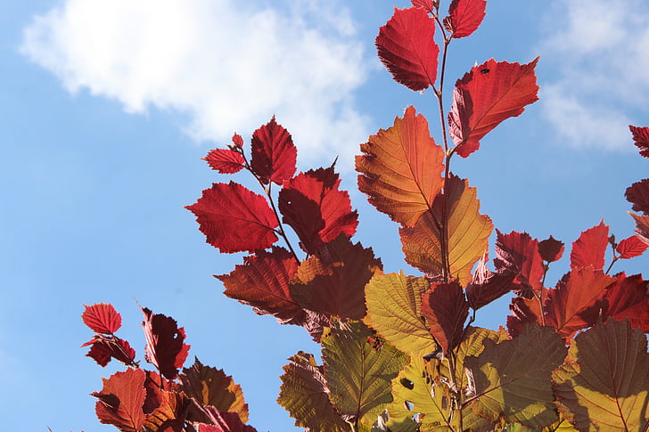 Listovi Autumn-fall-foliage-golden-autumn-leaves-preview