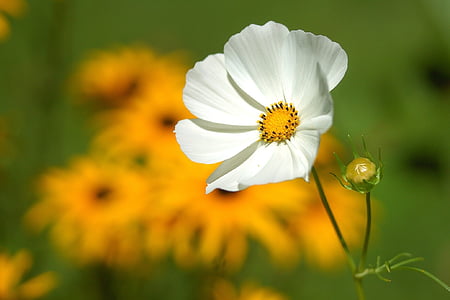 close, photography, white, daisy, Flower, Macro, Nature
