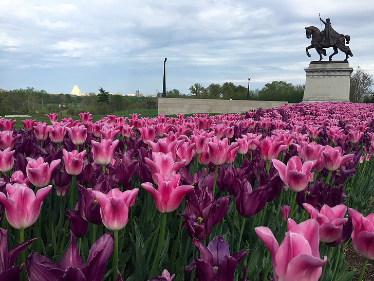 Tulip, квітка, рожевий, фіолетовий, Весна, Статуя, квітучі