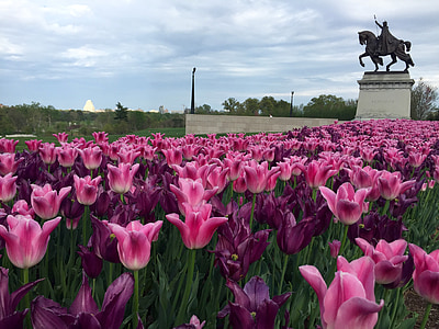 tulip, flower, pink, purple, spring, statue, blooming