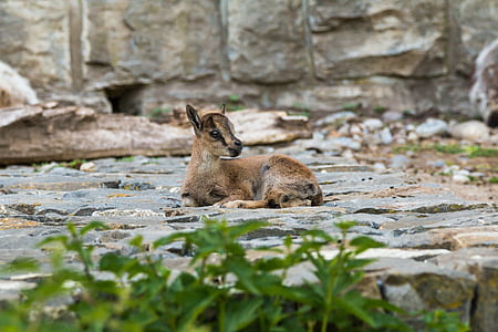 alpine ibex, capricorn, young, animal, horns, alpine, nature