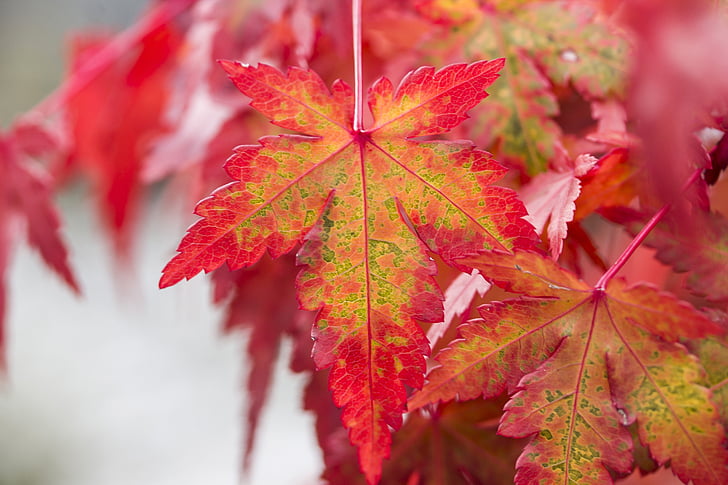 зеленина, кленов лист, Япония клен, Есенни листа, природата, червени листа, Градина