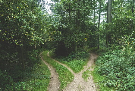 woods, forest, pathway, park, trail, green, path