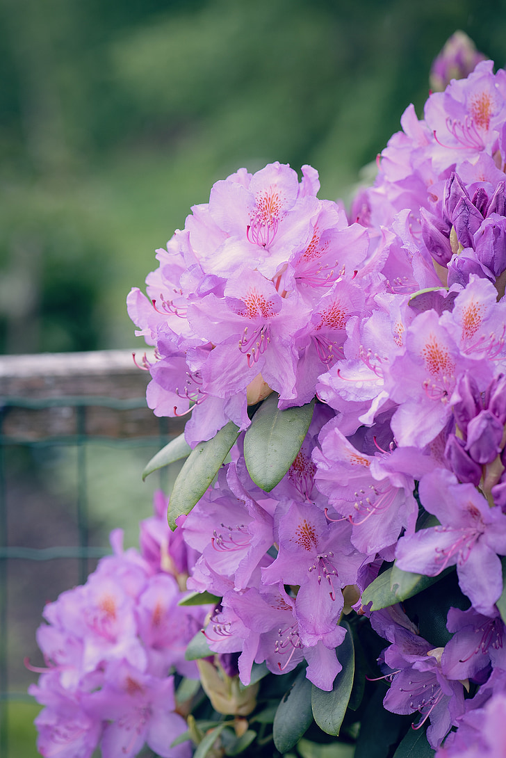Rhododendron, Anläggningen, blomma trädgård, trädgårds-växt, prydnadsväxter, Rhododendron, våren