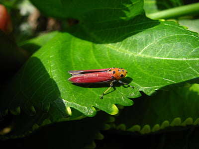 planthopper, insect, pink, hopper, bug, macro, red