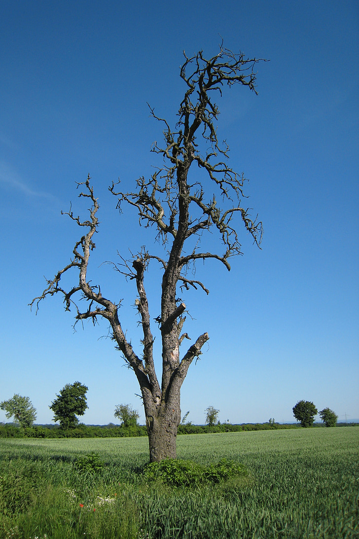 old tree, blue sky, summer day, log, dying tree