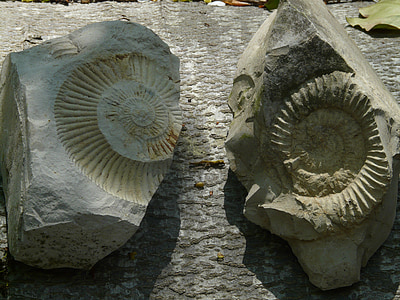 fossiilit, ammonilaiset, kivet, ammonoidea, Pääjalkaiset, olivat, Mollusca