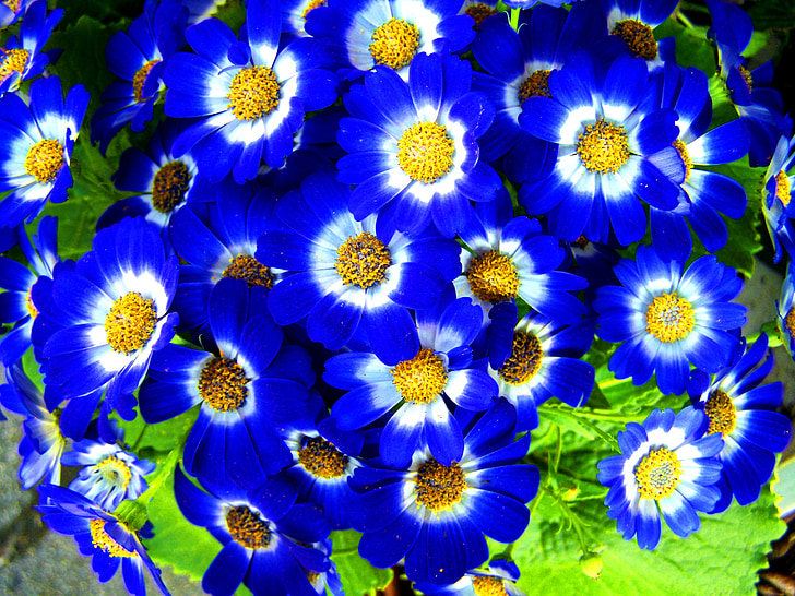 bunga musim semi, biru, Taman