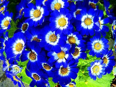 fleur de printemps, bleu, jardin
