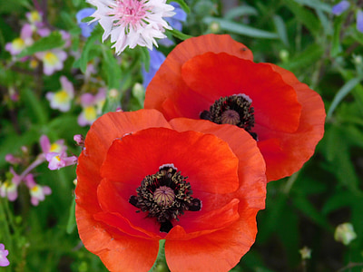 poppies, flowers, wildflowers, red, nature, plants, summer