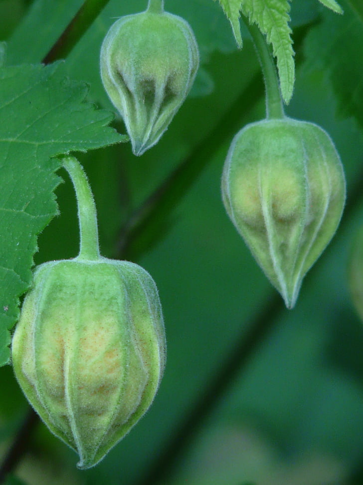 Abutilon, Ukrasna biljka, sljez, sljezovi, Malvaceae, biljka, sjeme, sjeme kapsule