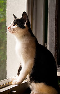 kucing, anak kucing, Tomcat, hitam dan putih kucing, kucing domestik, hitam, kucing kecil