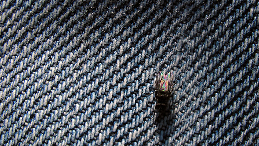 fly, close, insect, animal, nature, jeans, denim