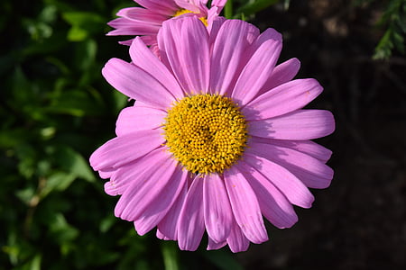 Marguerite, Blossom, nở hoa, đóng, màu tím, Viola, màu vàng