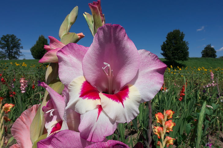 Gladiolus, zobens zieds, schwertliliengewaechs, Violeta, izsoles, rozā, balta