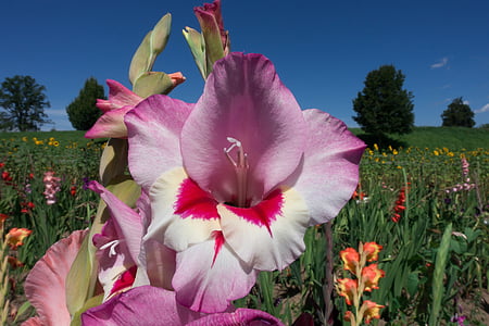 Gladiolus, sverd blomst, schwertliliengewaechs, lilla, anbud, rosa, hvit