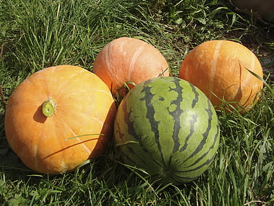food, pumpkin, watermelon, harvest, nutrition, autumn, vegetable
