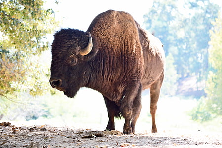 bizon, Buffalo, Americká, zvíře, savec, volně žijící zvířata, Wild
