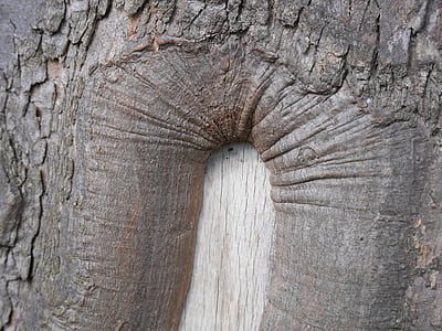 bark, träd, trunk, trä, konsistens, mönster, timmer