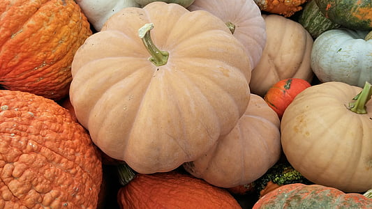 pumpkin, white, nature, autumn, fall, vegetable, produce