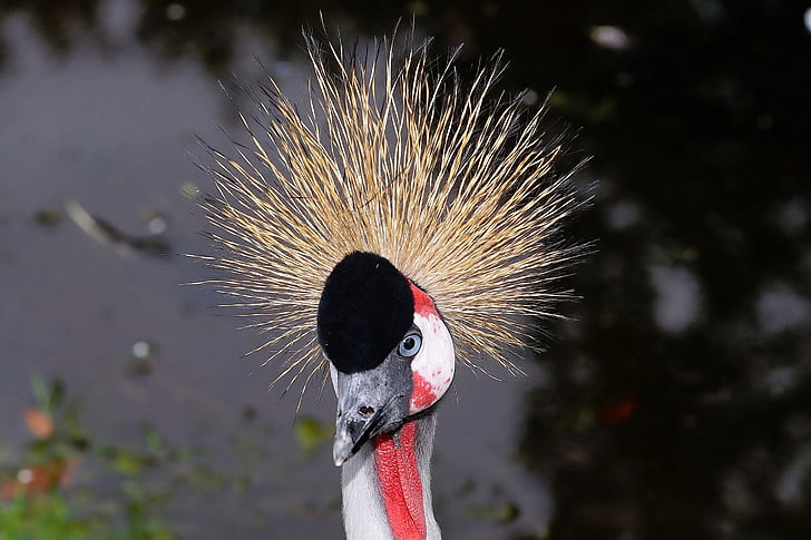 bird, grey crowned crane, crane, spring crown, grey neck grey crowned crane, tufts of hair, animal world