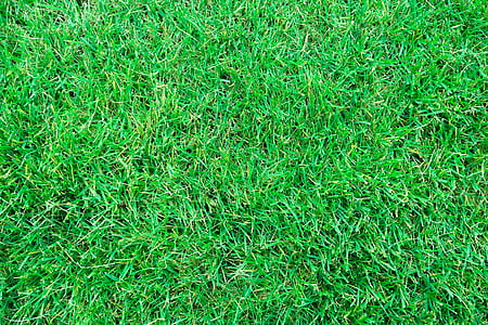 hierba, verde, naturaleza, hierba verde, Prado, césped, paisaje