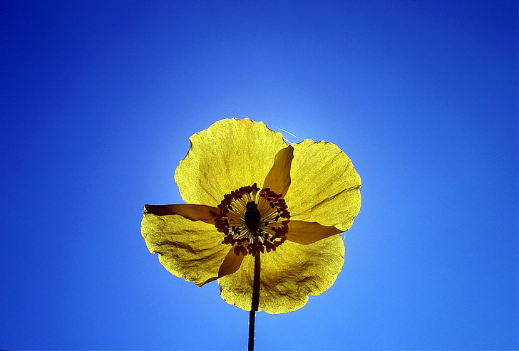 Rosella groc, jardí, l'estiu, flor, flor, flor de rosella, llum