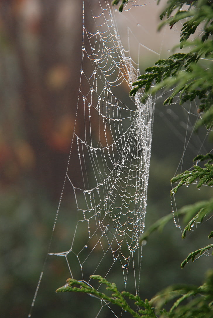 nature, fog, mist, wet, rain, spin, web
