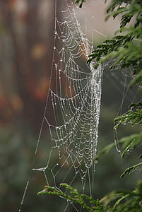 natura, ceaţă, ceata, umed, ploaie, spin, Web