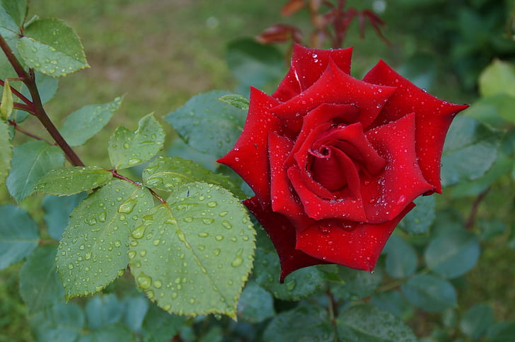 Rose, kapljično, cvet, rdeča, kaplja dežja, listov, Rose - cvet