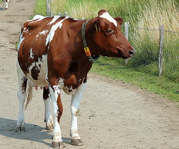 αγελάδα, ζώο, Roan