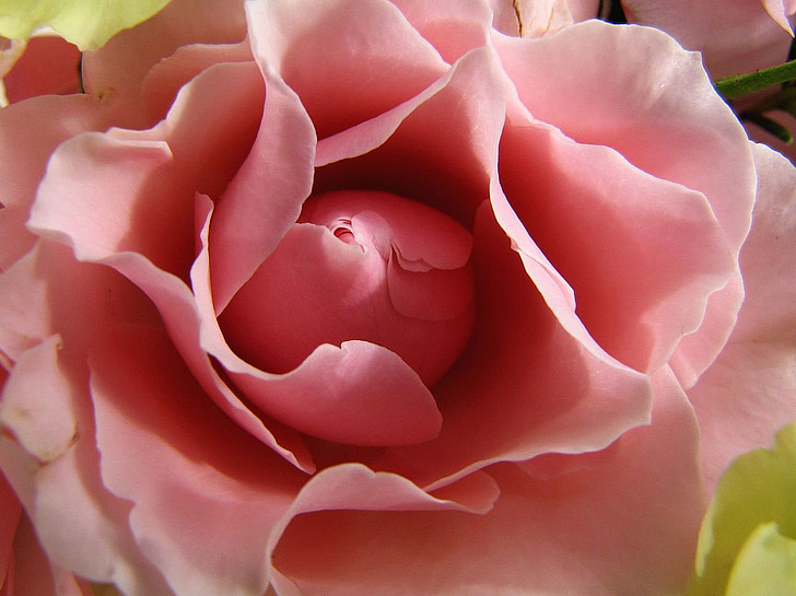 rosa, fiore, rosa, Flora, storia d'amore, Blossom, natura