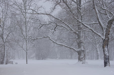 Zimní, Estonsko, sněží, sníh, Příroda, parku