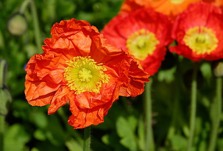 Poppy, klatschmohn, bunga, Blossom, mekar, bunga, merah oranye