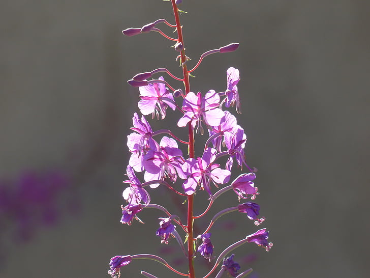 epilobium angustifolium, flor, flor, flor, -de-rosa, roxo, luz de volta